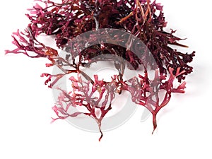 Musgo Estrellado Ã¢â¬â False Irish Moss - Carrageen Moss photo